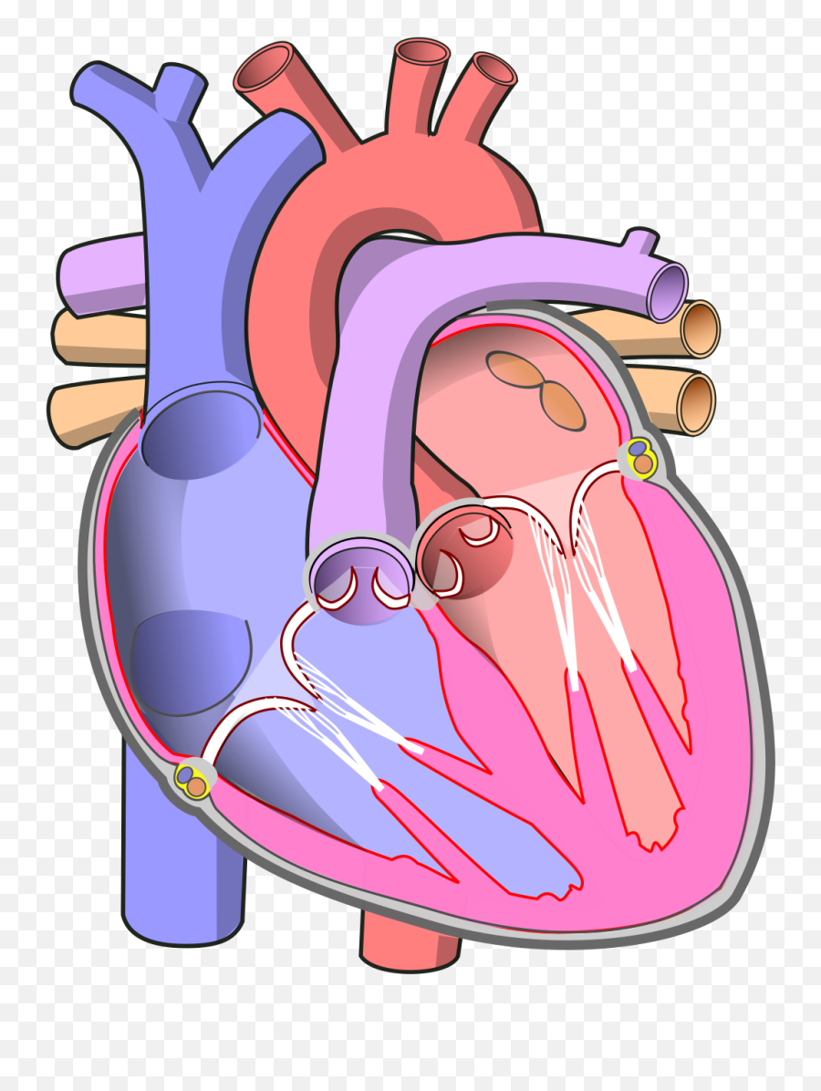 Diagram Of The Human Heart - Tricuspid Valve Emoji,Human Heart Png