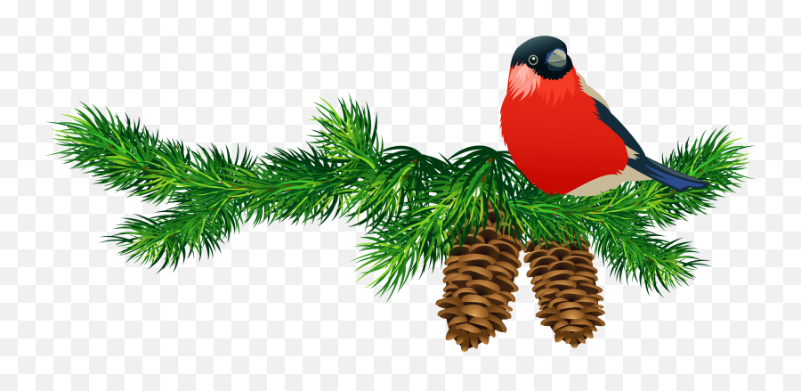 Download Christmas Tree Branch Png Download - Pine Branches Bird Christmas Clipart Png Emoji,Tree Branch Clipart