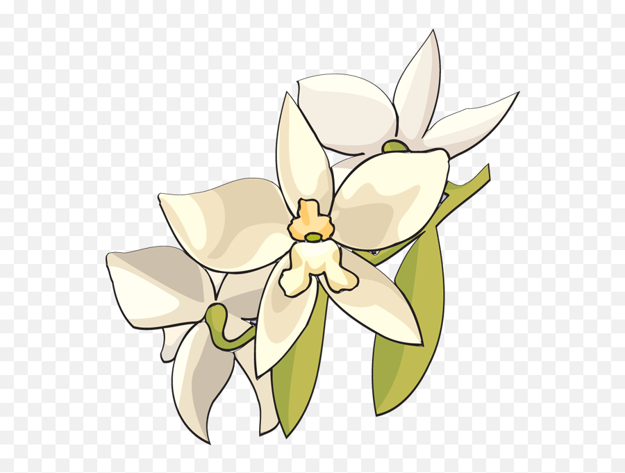 Clip Art Of A White Orchid - White Orchid Clipart Emoji,Orchid Clipart