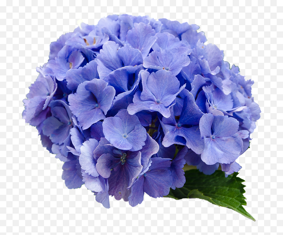 Flower Hydrangea Blue - Free Photo On Pixabay Emoji,Nature Transparent