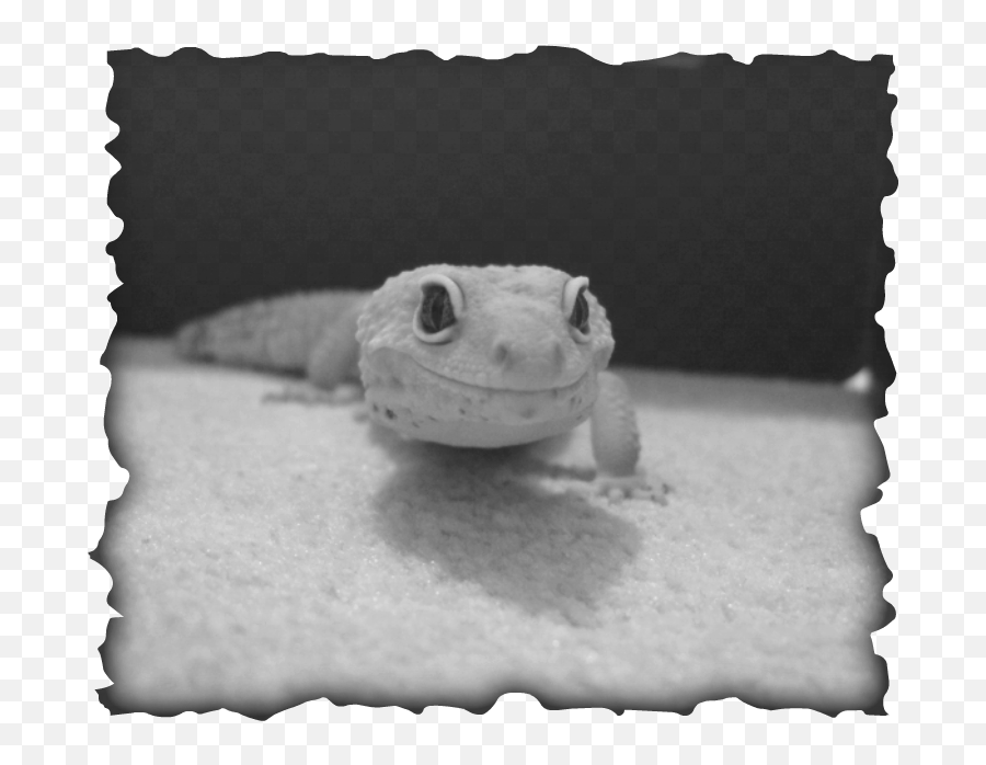 Madgekoz - Home Emoji,Leopard Gecko Png