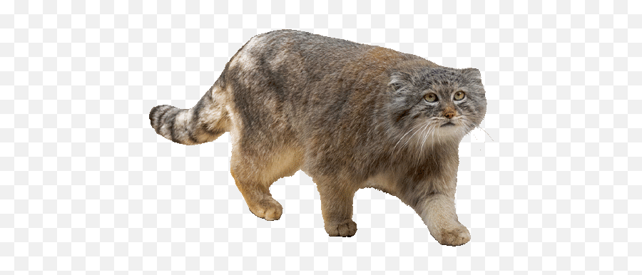 Fastest Cute Pallas Cat Gif Emoji,Dancing Cat Gif Transparent