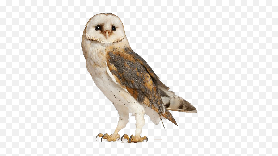 Barn Owl Png Free Download - Barn Owl Png Emoji,Owl Png