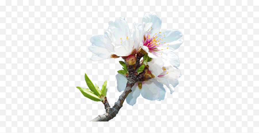 Tree Nut Nirvana - Almond Tree Flower Png 377x380 Png Cherry Blossom Emoji,Almond Clipart