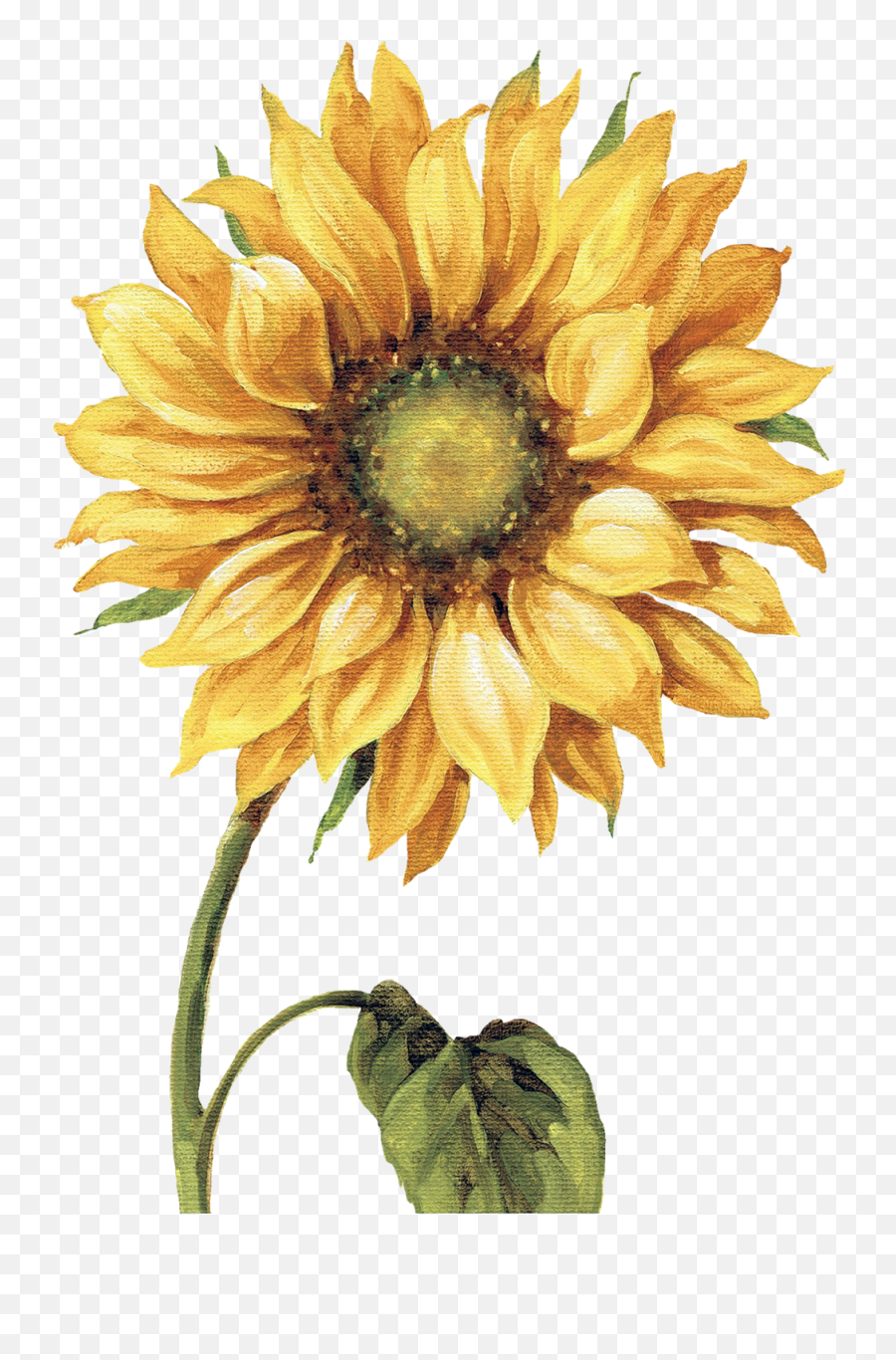 Download Chalkboard Clipart Sunflower - Lisa Audit Under Transparent Sunflower Art Emoji,Chalkboard Clipart