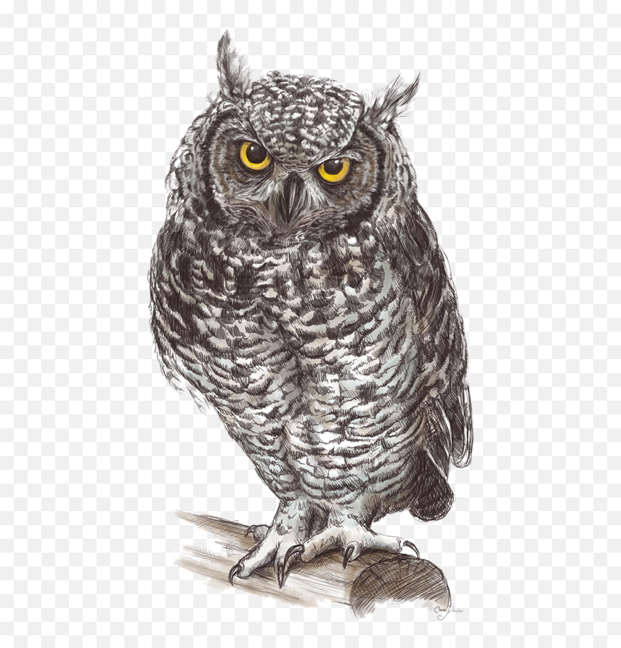 Download Owl Png Pic Hq Png Image - Owl Png Emoji,Owl Png