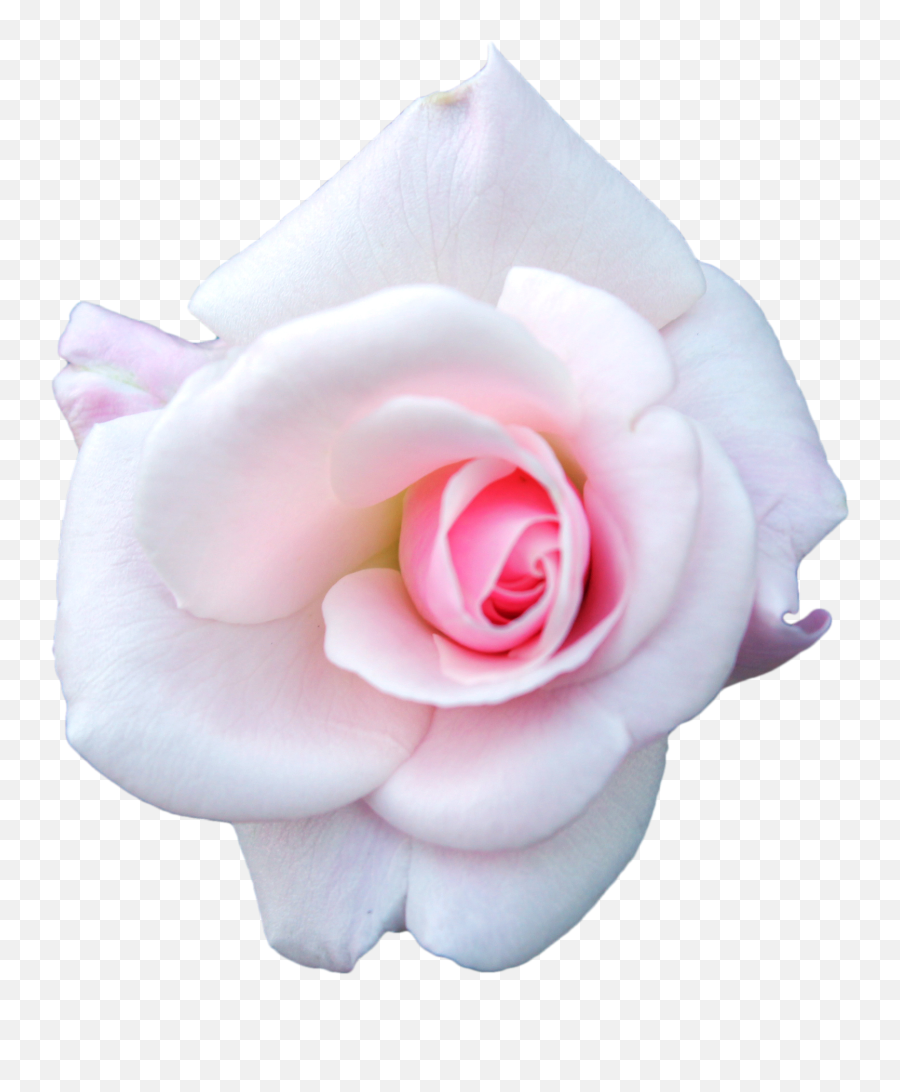 Download White Rose Png Image - Pink White Flower Png Emoji,White Rose Png