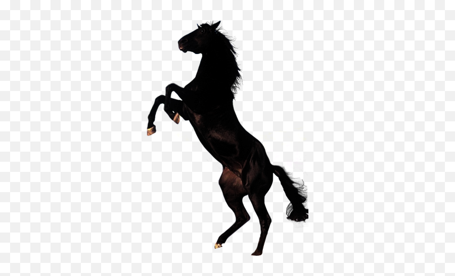 Horse Png Horse Transparent Background Page 2 - Black Horse Png Hd Emoji,Horse Transparent