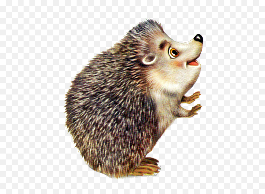 Download Porcupine Rodent Animal Baby Hedgehog Hedgehogs Hq - Stickers Hérisson Emoji,Porcupine Clipart