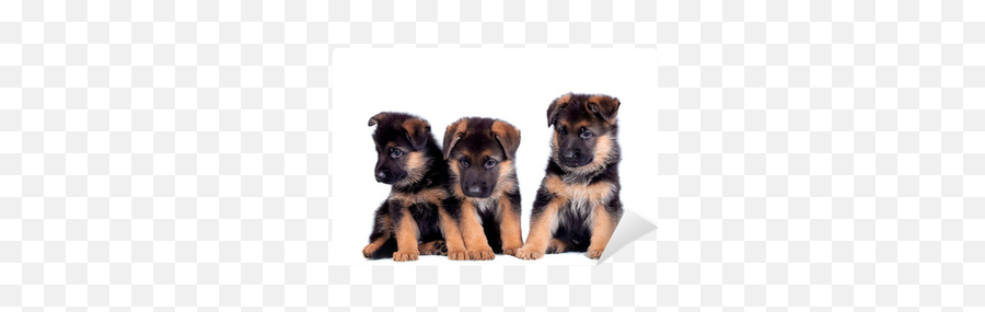 Three German Shepherd Puppies Isolated On White Background Wall Mural U2022 Pixers - We Live To Change Transparent Background German Shepherd Puppy Png Emoji,Puppy Transparent Background