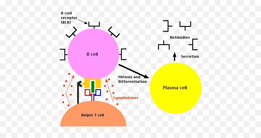 B Cells And T Cells - Helper T Cells And B Cells Emoji,Cells Clipart