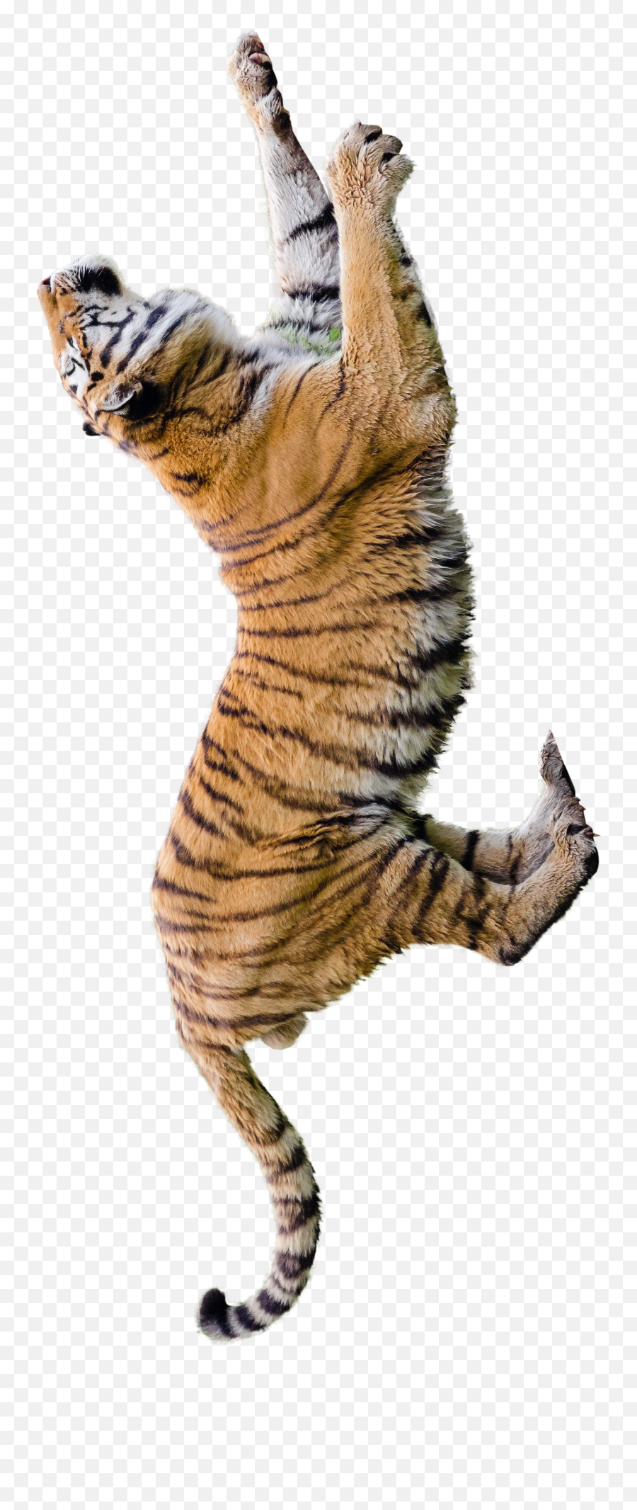 Tiger Editing Background U0026 Png Free Download 2020 - Vijay Mahar Tiger Background Emoji,Tiger Png