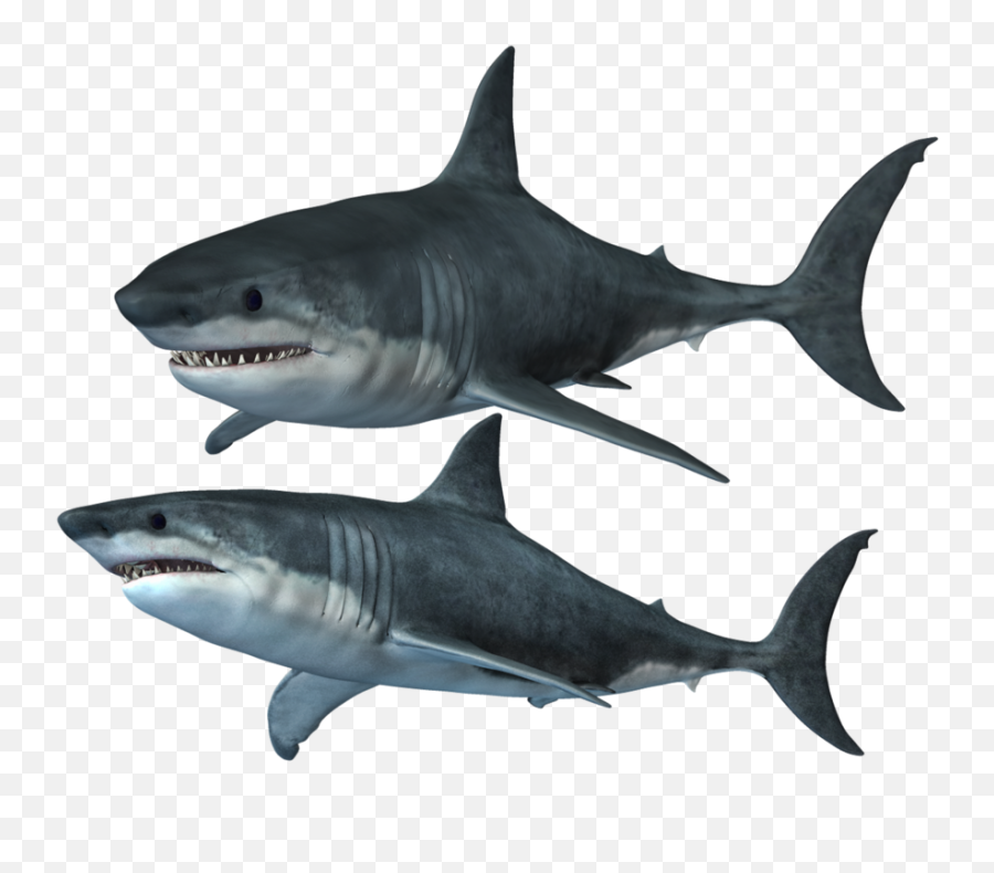 Shark Clipart - Great White Shark Transparent Png Emoji,Sharks Clipart