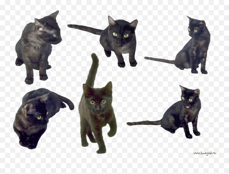 Cat Png Alpha Channel Clipart Images Pictures With Emoji,Black Cat Transparent Background