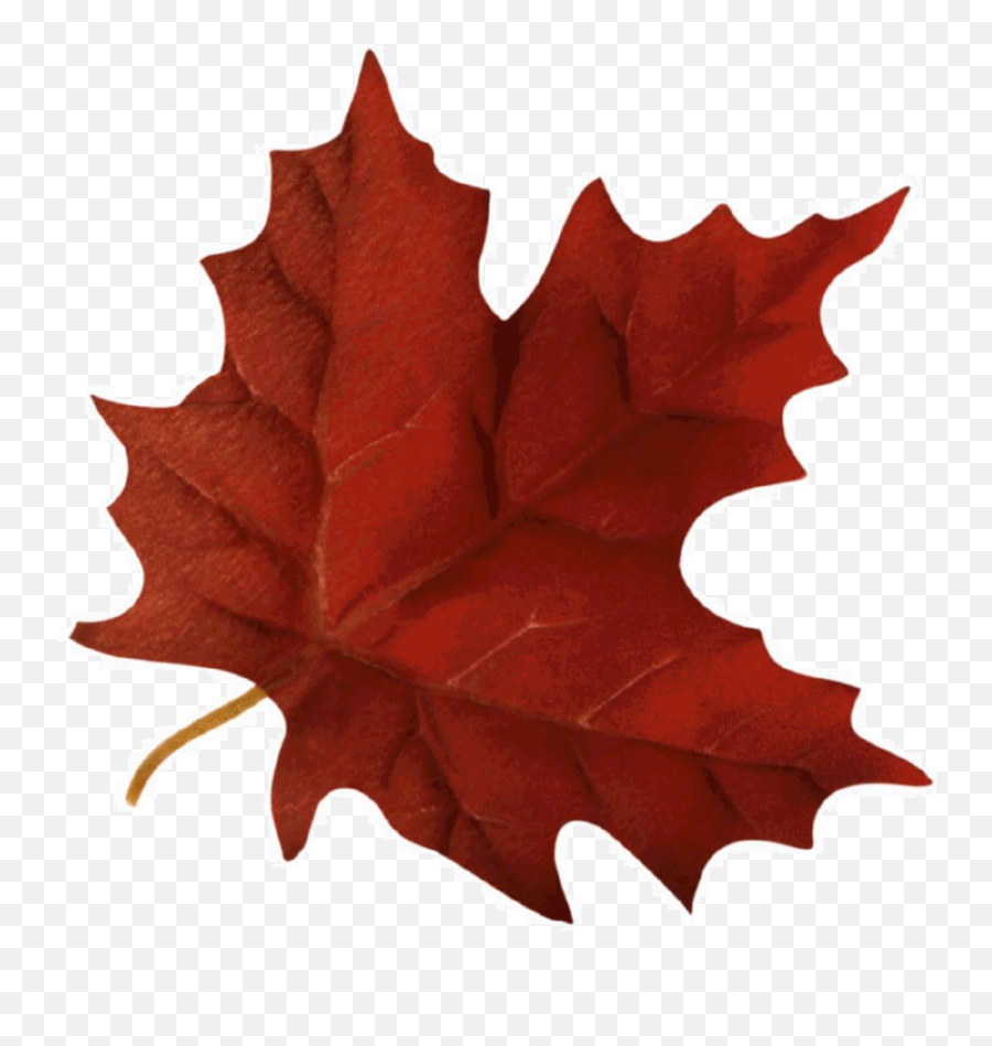 Maple Leaf Clipart Maple Leaf Autumn - Fall Leaf Gif Emoji,Falling Leaves Gif Transparent