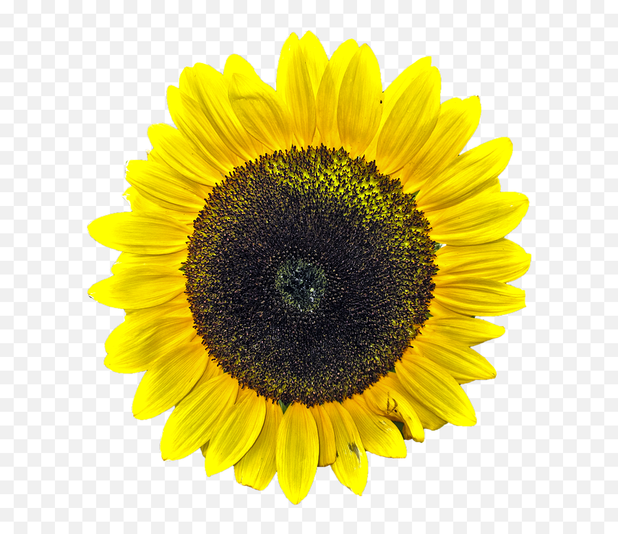 Plant Isolated Sun Flower Yellow Yellow Flower - 20 Inch By 30 Inch Laminated Poster With Bright Colors And Vivid Imageryfits Perfectly In Many Emoji,Overlays Transparent Tumblr Flowers