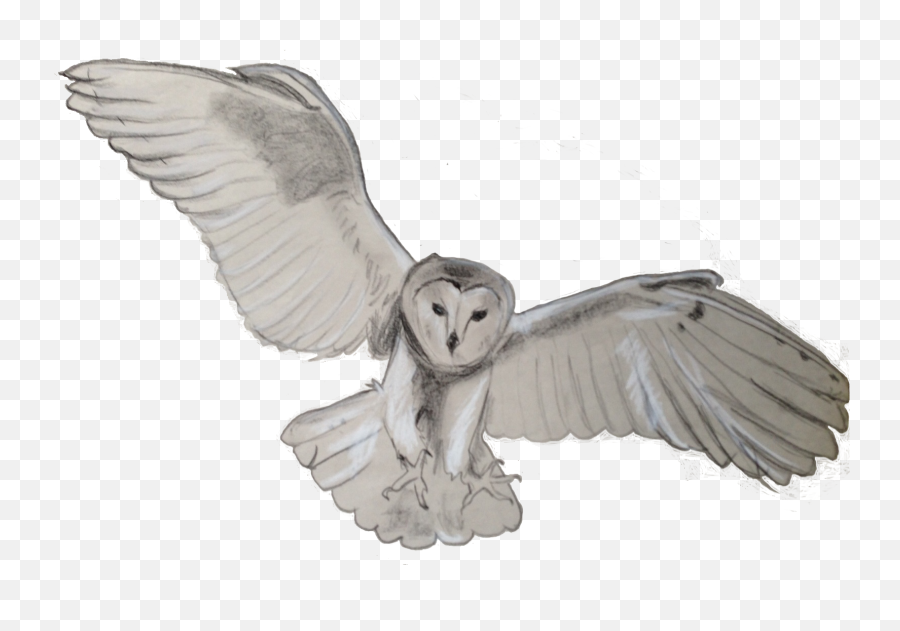 Barn Owl Png Transparent - Transparent Owl Png Clipart Emoji,Owl Png