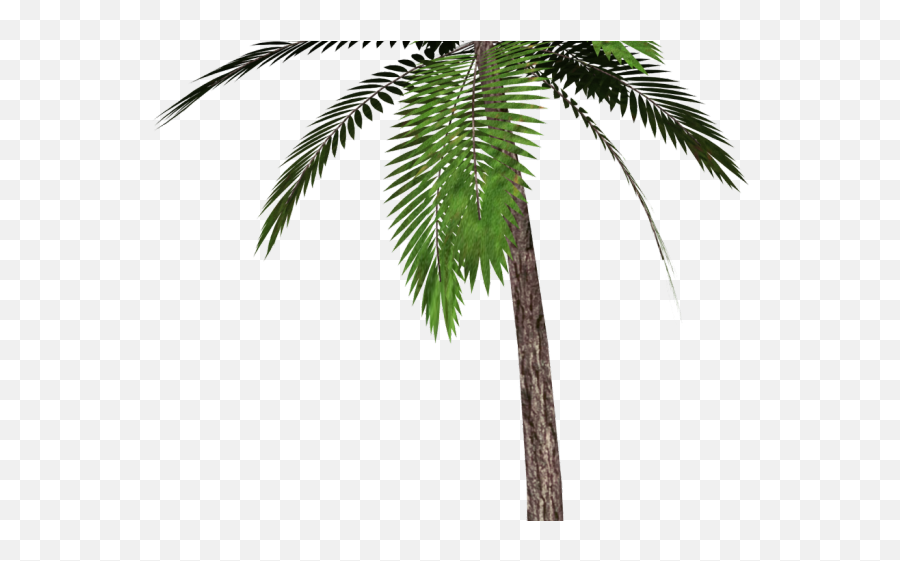 Transparent Background Palm Tree Png - Transparent Background Tree Fern Png Emoji,Palm Tree Png