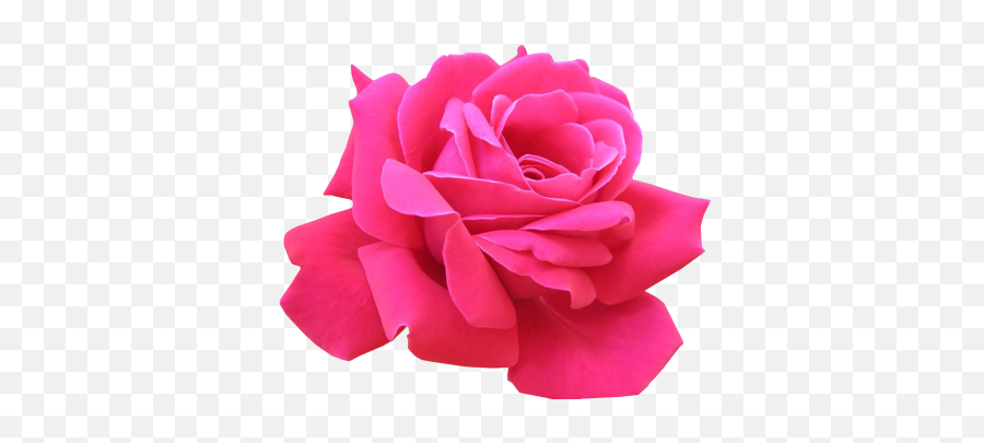 Download Pink Rose Hq Png Image - Pink Rose Psd Emoji,Pink Flower Png
