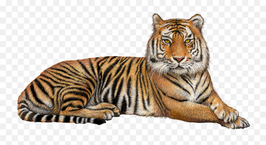 Clipart Tiger Sumatran Tiger Clipart - Tiger Png Emoji,Tiger Clipart