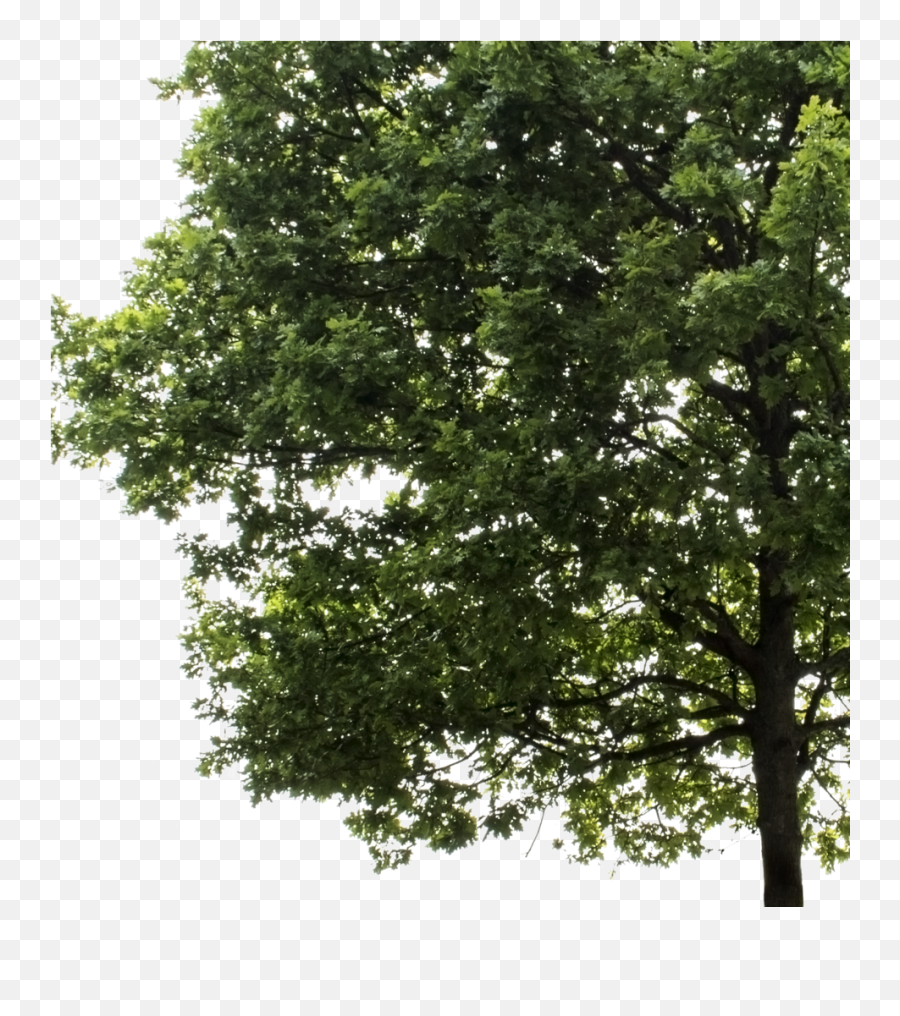 Oak Tree Png Image With No Background - High Resolution Oak Tree Png Emoji,Oak Tree Png