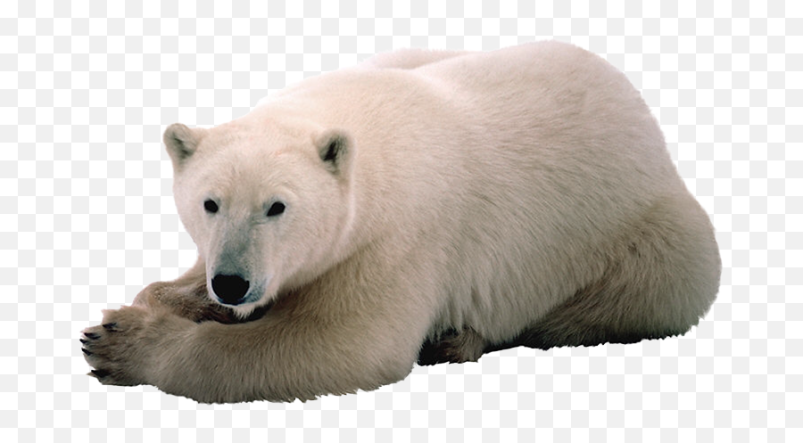 Polar White Bear Png - Urso Polar Em Png Emoji,Polar Bear Png