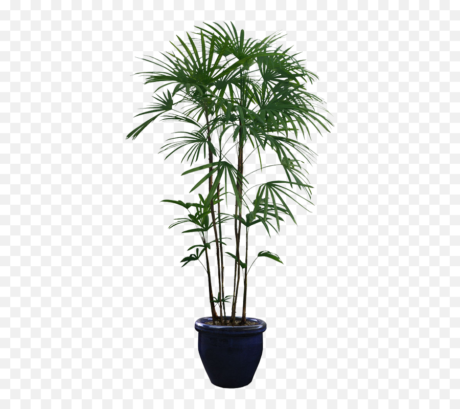 Houseplant Tree - Potted Plant Cutout Emoji,Plant Png