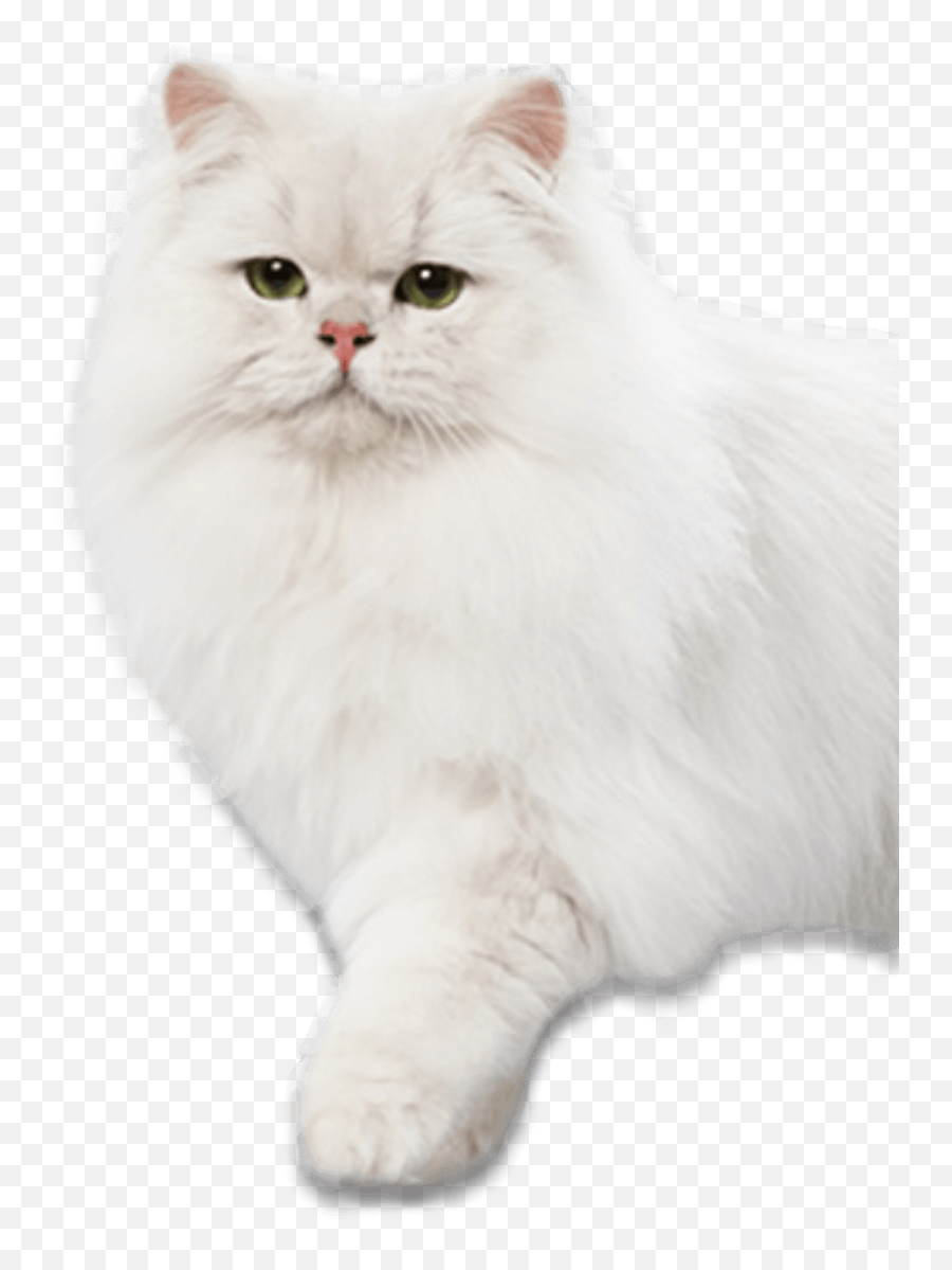 Ever Clean - Premium Clumping Cat Litter British Emoji,Cats Png