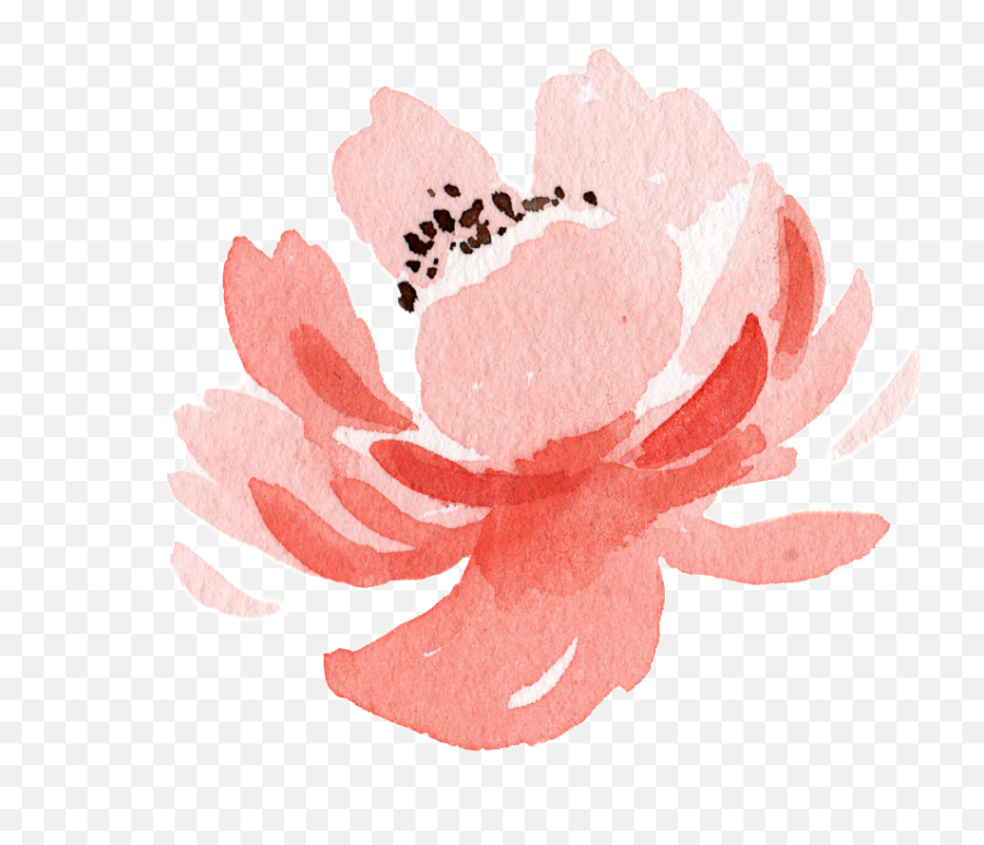 Watercolor Painting Transparent Png - Peony Emoji,Transparent Watercolor