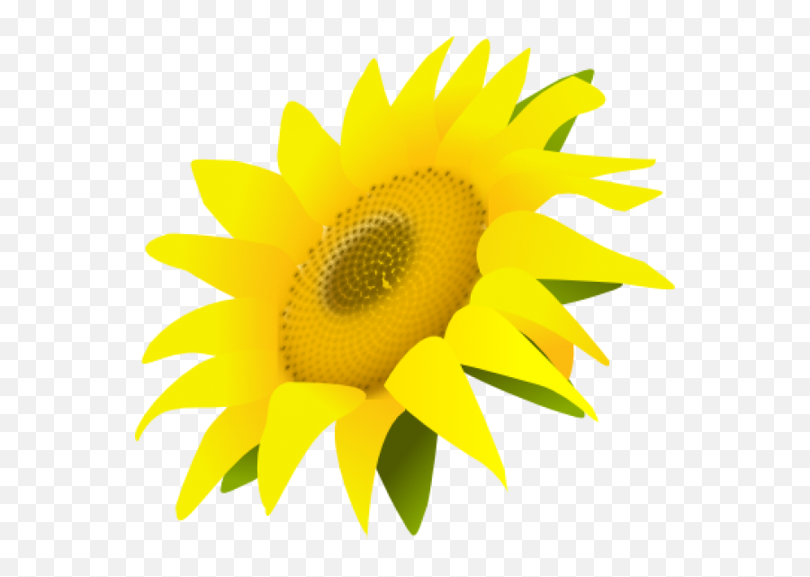 Sunflower Clipart Png Picpng - Fresh Emoji,Sunflower Clipart