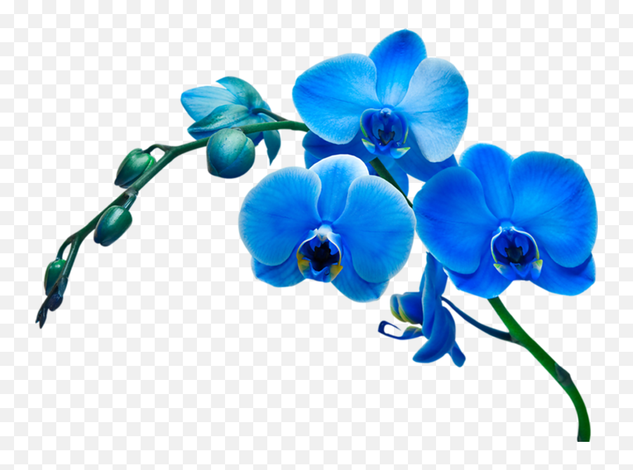 26 Clip Artflowersorchid Ideas Flowers Orchids - Blue Orchid Flower Png Emoji,Orchid Clipart