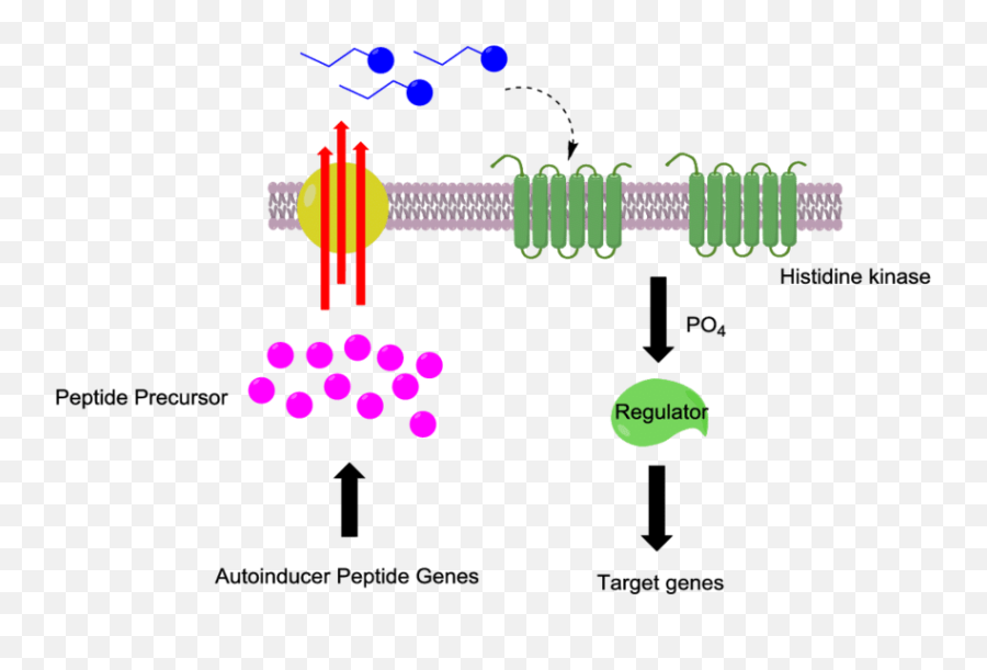 Bacteria - Qs In Gram Positive Bacteria Png Download Qs In Gram Positive Bacteria Emoji,Bacteria Png