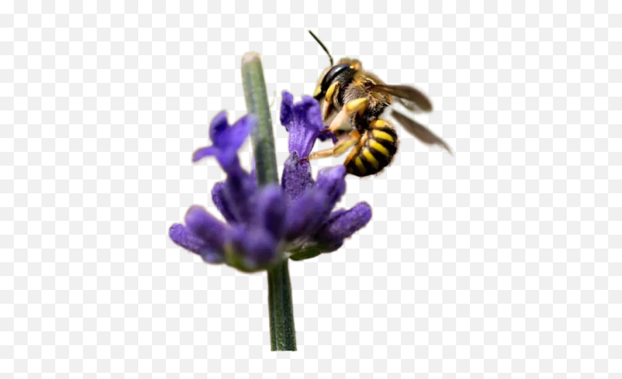 Selective Focus Photography Of Bee On Purple Petaled Flower Emoji,Bee Transparent Background