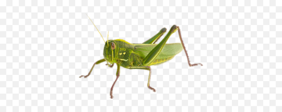 Bird Grasshopper Transparent Png - Stickpng Transparent Grasshopper Emoji,Grasshopper Clipart