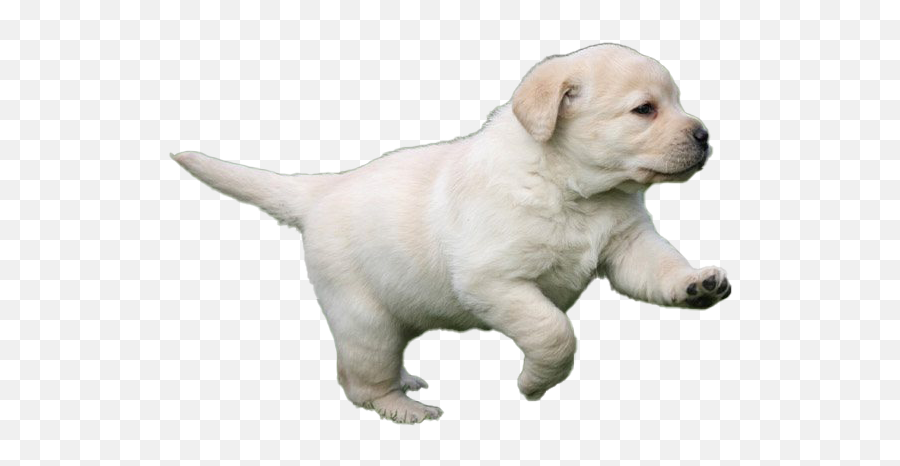 Labrador Retriever Png Transparent Images Png All - Labrador Puppy Png Transparent Emoji,Puppy Transparent Background