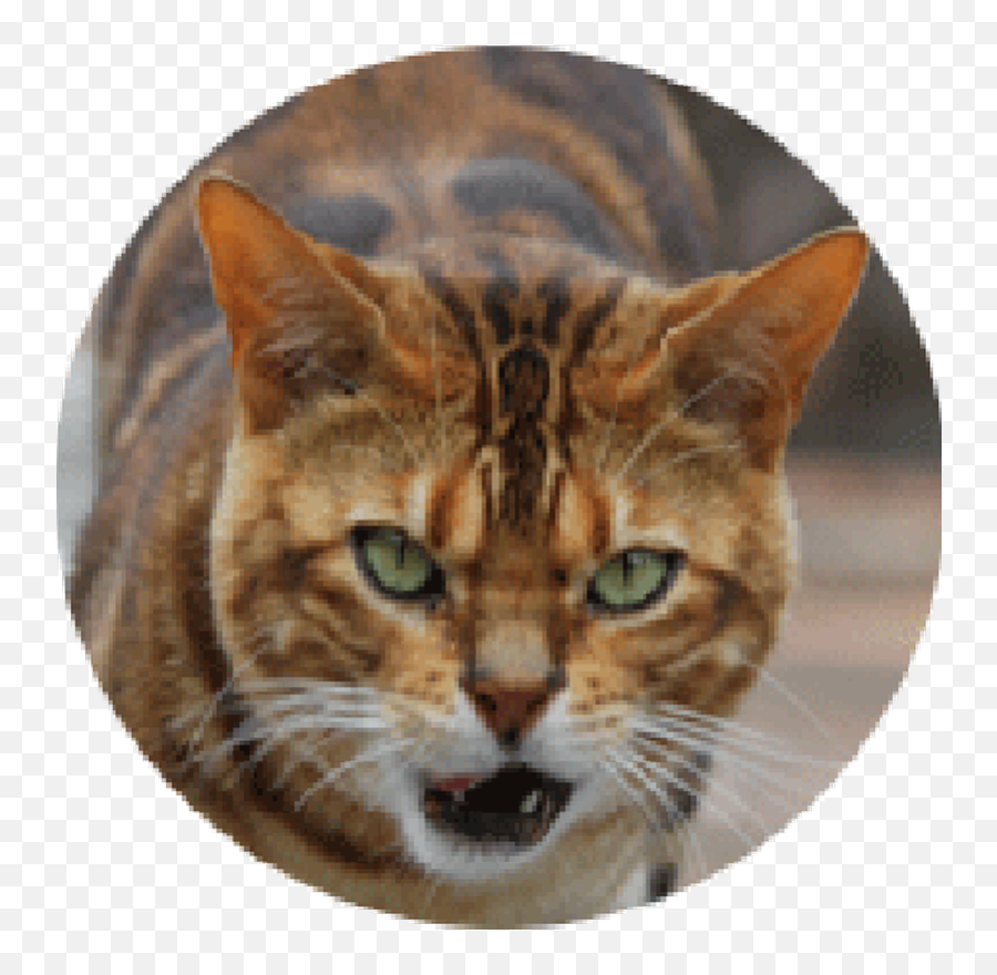Tiger Head Png - Domestic Shorthaired Cat Transparent Png Emoji,Tiger Head Png