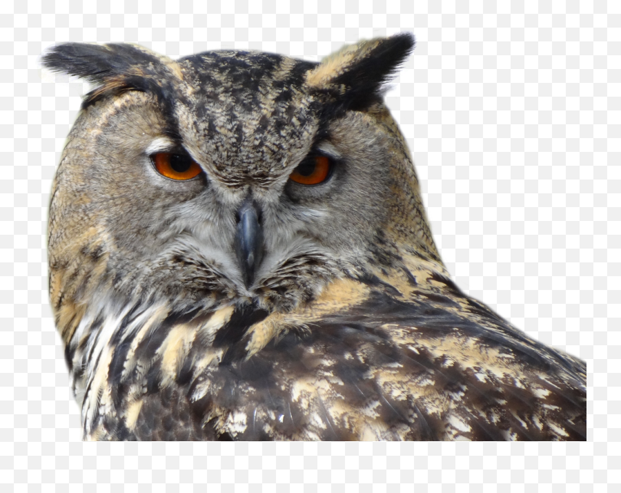 Owl Bird Png Transparent Image - Owl Head Png Emoji,Owl Png