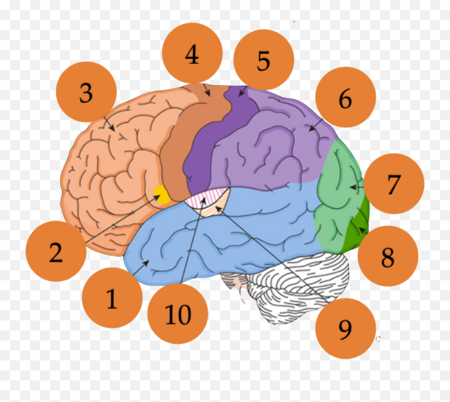 Psychology Clipart Brain Surgeon - Illustration Clip Art Emoji,Psychology Clipart