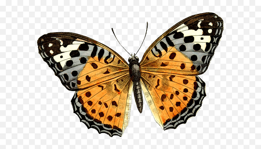 Butterfly Png Image - Butterfly Clip Art Emoji,Butterfly Png