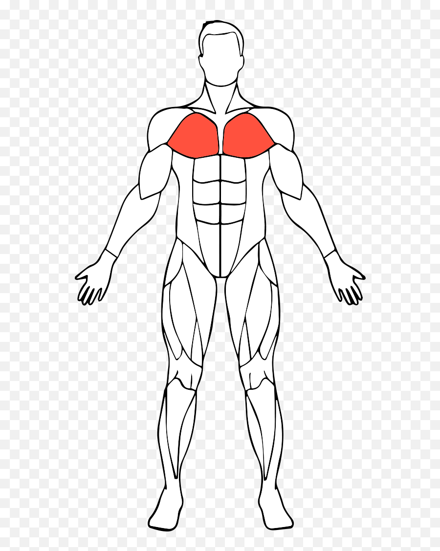 Master Your Muscles The Best Targeting U0026 Core Exercises - Blank Simple Muscle Diagram Emoji,Muscles Clipart