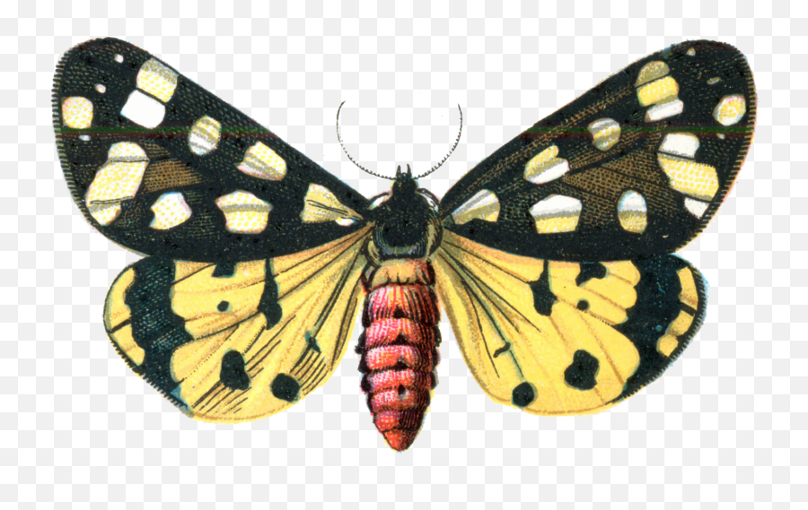 Moth Png Image Transparent Png Image - Pngnice Clip Art Emoji,Moth Transparent