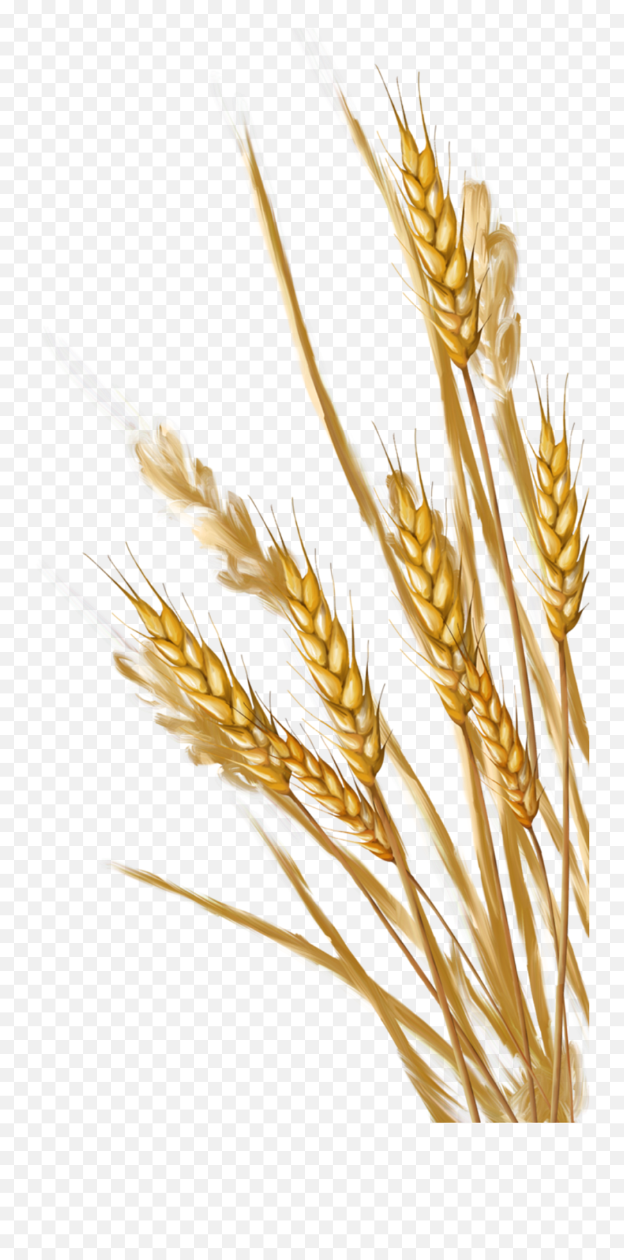 Transparent Background Wheat Clipart - Transparent Wheat Png Emoji,Wheat Clipart