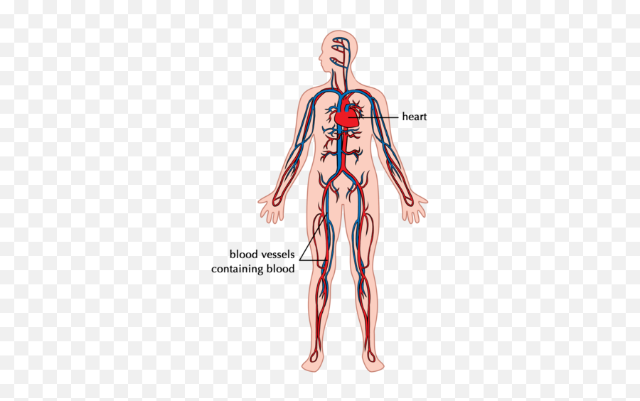 41 Breathing Circulatory And Respiratory Systems Siyavula Emoji,Human Heart Transparent Background