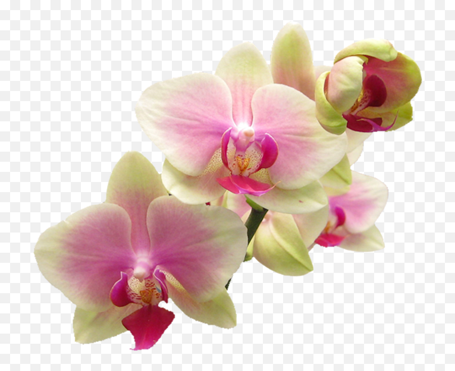 Orchid Png - Orchids Png Emoji,Orchid Clipart