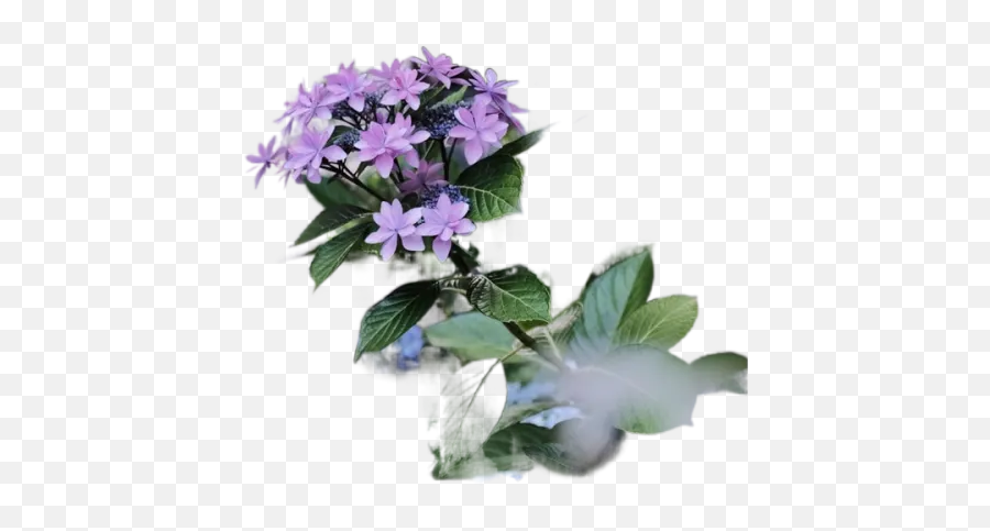 Purple Flowers In Shallow Focus Lens Transparent Emoji,Purple Flower Transparent Background