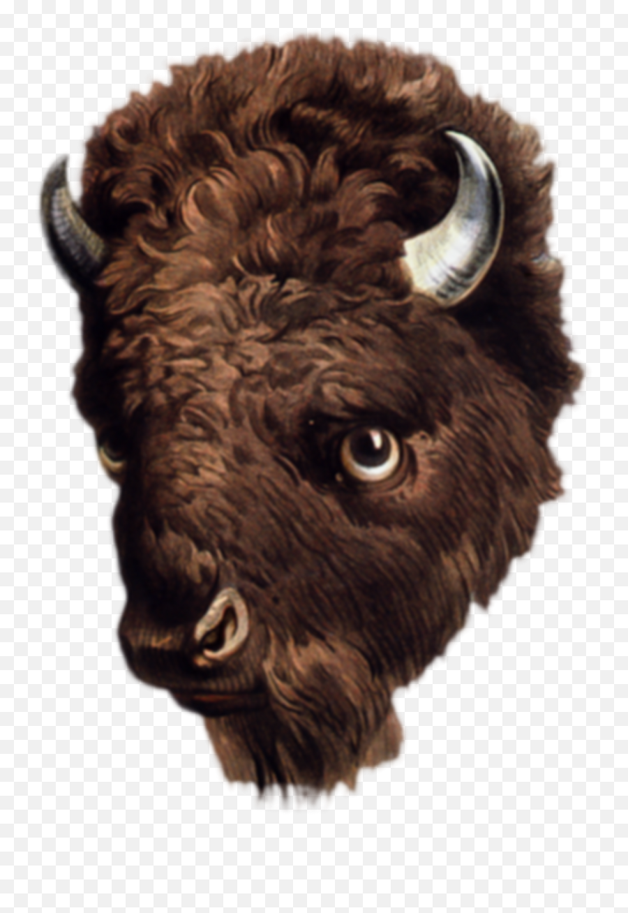 Buffalo Clipart Head Picture 306372 Buffalo Clipart Head - Buffalo Head Transparent Background Emoji,Buffalo Clipart
