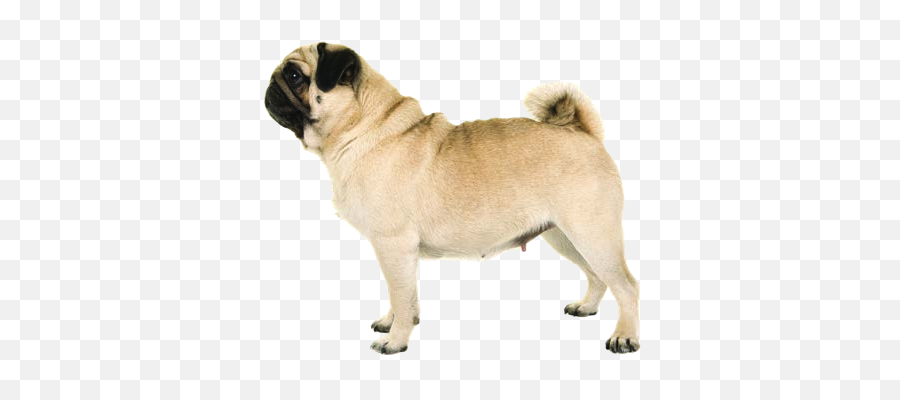 What We Know About The Nose Of A Dog - Issuu Emoji,Pug Face Png