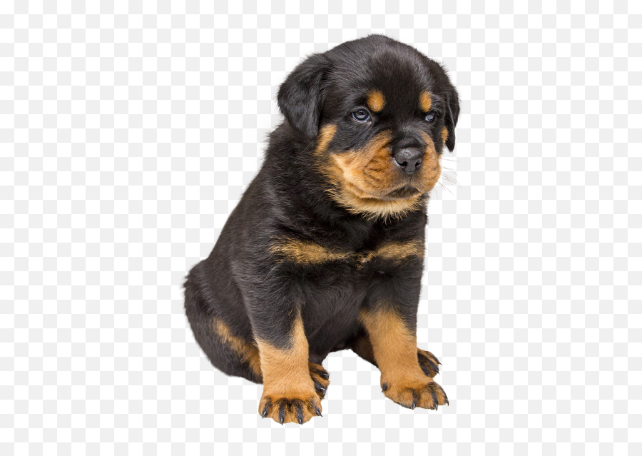 Free Photos Worldu0027s Cutest Dog Search Download - Needpixcom Emoji,Rottweiler Clipart Black And White