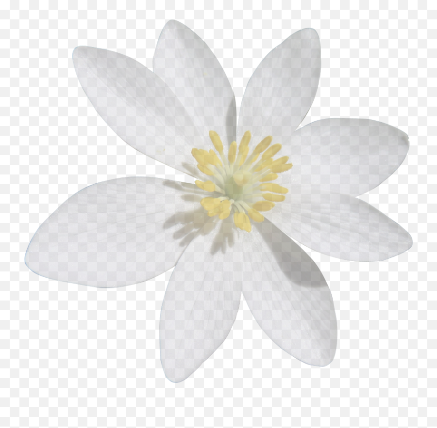 Petal White Flower - Flower Png Download 1603765 Png Bloodroot Emoji,Rose Petals Png