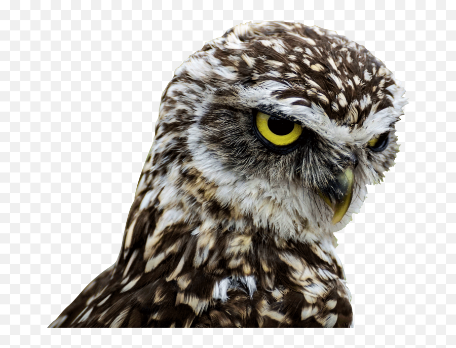 Owls Png Image - Owls Emoji,Owl Png